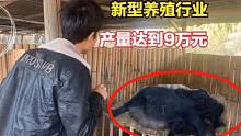 农村新型暴利行业，2个月产量总价达到9万元，这个养殖业前景怎样