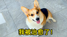 柯基：让我难受的分离焦虑症 ，再见咯！