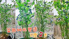 家庭种蓝莓，树形很关键，记住这点，灌木也变景观树