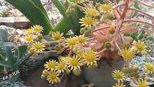 【老农花园】香炉盘 Aeonium canariense景天科 莲花掌属  香炉盘开花