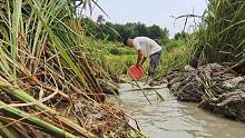 稻田清田后再去捡漏，发现深水坑里不对劲，把水泼干后还有惊喜