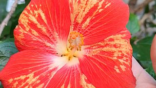 非常喜庆的一款朱槿花，花友戏称‘番茄炒蛋’，非常的形象啊
