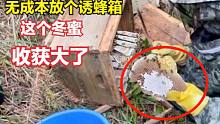 师傅教你冬天如何快速收蜂割蜜，这个诱蜂箱的冬蜜有点多，赚大了