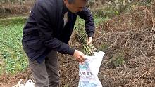 小伙上山搞野，发现大面积的蕨菜，只怪口袋带少了