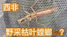 在西非捉到小枯枝螳螂。是枯枝螳螂吗？