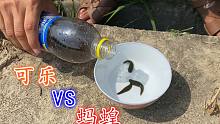 蚂蝗遇上可乐会怎样？一秒后蚂蝗反应激烈，镜头记录下全过程