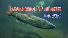 野钓草鱼该如何打窝如何钓，二十天连续拍摄干货分享