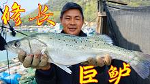 阿兴出海收网捕获的野生大海鲈，鱼身修长，不愧是海里的凶猛鱼类