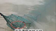 3斤五花肉深潭下地笼，收笼时一提起，小伙“大叫”一声手被咬了