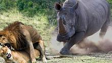 对狮子王的经典野生动物袭击-犀牛、猎豹、豪猪之间的战争！