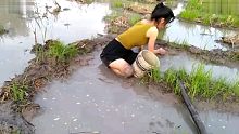 农村美女水田捕抓稻田鱼，稻田鱼太多！抓不停！