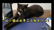 咬小猫咪的耳朵他竟然会这样？！