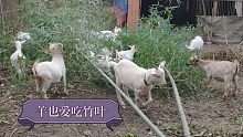2021年10月22日养羊记录。。羊也爱吃竹叶