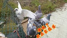 鸽子还能飞回来？它们在家里搞破坏，被农村小伙带深山里扔了