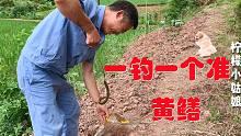 稻田里的黄鳝太好钓了，农村大叔一钓一个准，最后还钓到一条大的