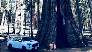 VLOG 96 看看世界上最大的树 美国巨杉树国家公园 叹为观止