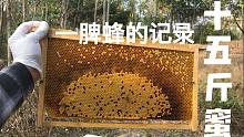 （记录）开春调整一脾蜂到荔枝蜜结束后取蜜情况，保守估计有十五斤蜜