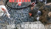 嘴馋去荷塘摸米虾，最后全喂鸭子，鸭子:最后的晚餐？吃得心发慌