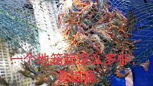 湖北省潜江市小龙虾塘口试水，一个地笼起这么多虾，真过瘾