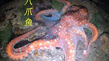 晚上赶海就像寻宝一样，珊瑚礁里藏着八爪鱼，礁石旁边还有大海螺
