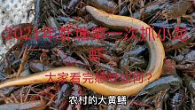 2021年虾塘第1次抓小龙虾，看看4个地笼的收获怎么样，大家意外吗