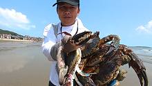 阿铁去黄金沙滩赶海，找到一个抓蟹好地方，抓到的螃蟹果然都很大