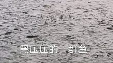 这小鱼儿实在太多了，黑压压的一片