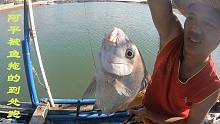 阿平船上海钓，却被一只大鱼拖得到处跑，还差点没拉上来