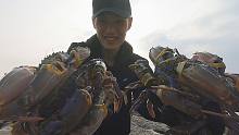 小川赶海霸占“螃蟹岛”，退潮后螃蟹扎堆出没，小川堵着抓爆桶