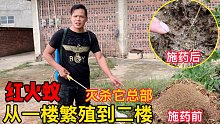 “红火蚁”从小何家一楼繁殖到了二楼，小何气坏了，找到它总部一举消灭