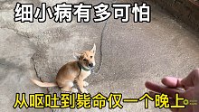 狗狗得了细小病后有多可怕？从呕吐到毙命仅需一个晚上，打针也没用