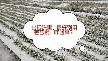农作物出现冻害，最好别用芸苔素解冻、防冻，很多种植户用错了！