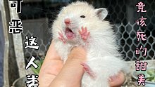 如何让你的仓鼠爱上你                                        