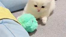 谁说小猫咪不专一的！这个小球球，从小爱到大！