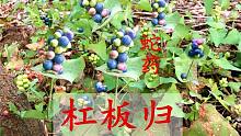 蛇药“杠板归”植物认识吗？农村俗称“蛇退草”，浑身是宝价值高