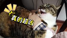 可爱的小猫咪也有凶恶的时候