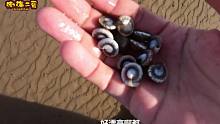 比钻石还漂亮的金钱螺，二蛋赶海捡了一大把，直言今年宝贝真多