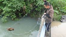 小展用大网围堵大湖出口一夜只抓到了这只大龟，外来物种不能留！