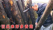 大年初六，农村小伙给椴木香菇浇水，没想到冒出来这么多香菇