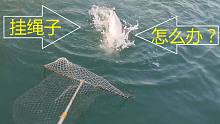 怎么抢救这条鱼？海钓中了大鱼，结果挂住海底绳子了！