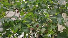 楼顶一棵当树养的葡萄，它却不甘心蹩脚竖立，不屈不挠攀爬上晾衣绳遁逃
