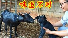拆散3胞胎小羊，跟成年母羊重组家庭，母羊不同意，说的口干舌燥