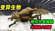 海底捕捞变异螃蟹，长相酷似外星生物八脚怪，检查后确定没攻击性