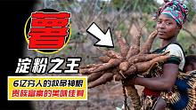 被称为“救命神粮”的木薯，养活了6亿人，你喝的奶茶里就有它！