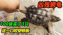 100买了3只体重30多斤的鳄龟，能把肋骨咬穿的嘴巴，咬到手指疼吗