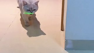 據(jù)說貓的速度是貓的七倍。