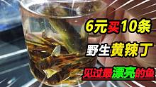 6元成本买了10条黄辣丁幼苗，看见实体后蒙圈了，价值直接升10倍