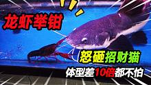 半米的合体大王招财猫，一口能吞下龙鱼的主，却被龙虾打的满缸跑
