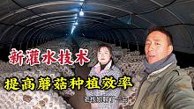 今年种植蘑菇的都发财了？老板娘感叹：虽然挣得多但身心俱疲！