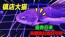 55公分招财猫强势回新家，半米大鲨鱼看见就跑，称霸新缸指日可待